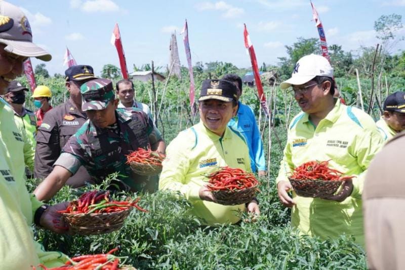 Gubernur Jambi Al Haris Panen Cabai Merah Perdana di lahan Poktan Bangun Karya Desa Lubuk Terentang, Kecamatan Betara, Tanjab Barat, Selasa (22/11/22). FOTO : Ist.