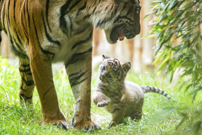 Ilustrasi : Seekor Harimau di Semak-Semak. Sumber Net.